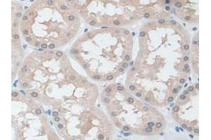 IHC-P analysis of Human Kidney Tissue, with DAB staining. (Ezrin 抗体  (AA 1-295))