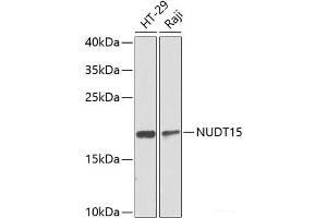 Western blot analysis of extracts of various cell lines using NUDT15 Polyclonal Antibody at dilution of 1:1000.