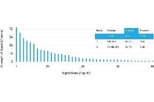 Protein Array (PAr) image for anti-Tachykinin Receptor 1 (TACR1) antibody (ABIN7456061) (TACR1 抗体)