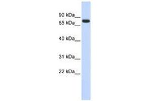 Image no. 1 for anti-Ankyrin Repeat Domain 13B (ANKRD13B) (AA 540-589) antibody (ABIN6741195) (ANKRD13B 抗体  (AA 540-589))