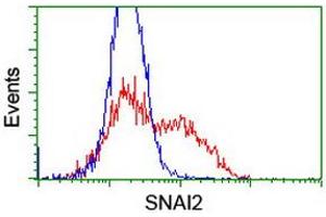 Image no. 3 for anti-Snail Family Zinc Finger 2 (SNAI2) antibody (ABIN1500979)