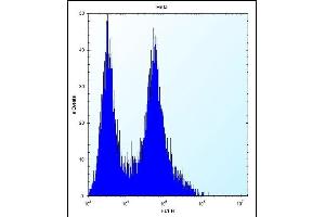 PHB Antibody (Center) (ABIN389162 and ABIN2839329) flow cytometric analysis of Hela cells (right histogram) compared to a negative control cell (left histogram). (Prohibitin 抗体  (AA 89-117))