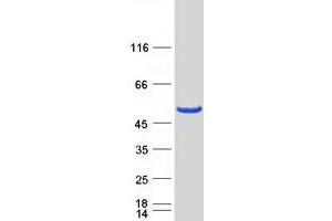 Western Blotting (WB) image for Ermin, ERM-Like Protein (ERMN) (Transcript Variant 2) protein (Myc-DYKDDDDK Tag) (ABIN2720501)