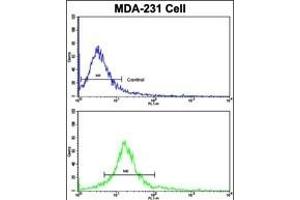 Flow cytometric analysis of MDA-231 cells using DOM3Z Antibody (N-term Y88)(bottom histogram) compared to a negative control cell (top histogram). (DOM3Z 抗体  (N-Term))