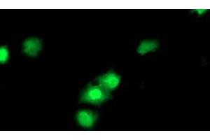 Anti-CDKN3 mouse monoclonal antibody (ABIN2455051) immunofluorescent staining of COS7 cells transiently transfected by pCMV6-ENTRY CDKN3 (RC213080). (CDKN3 抗体)