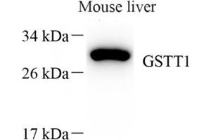 Western blot analysis of GSTT1 (ABIN7074091),at dilution of 1: 1000 (GSTT1 抗体)