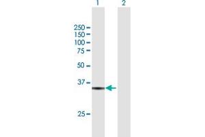 Western Blot analysis of RFC5 expression in transfected 293T cell line by RFC5 MaxPab polyclonal antibody. (RFC5 抗体  (AA 1-340))