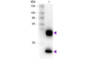 Western Blot of Biotin Donkey Anti-Mouse IgG Pre-Adsorbed secondary antibody. (驴 anti-小鼠 IgG (Heavy & Light Chain) Antibody (Biotin) - Preadsorbed)
