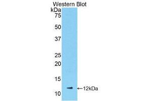 Western Blotting (WB) image for anti-Chemokine (C-X-C Motif) Ligand 1 (Melanoma Growth Stimulating Activity, Alpha) (CXCL1) (AA 25-96) antibody (ABIN1078403) (CXCL1 抗体  (AA 25-96))