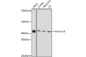 Western blot analysis of extracts of various cell lines, using Aurora B antibody (ABIN7265783) at 1:1000 dilution. (Aurora Kinase B 抗体  (AA 1-344))