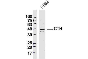 Lane 1: K562 lysates probed with CTH Polyclonal Antibody, Unconjugated  at 1:300 overnight at 4˚C.