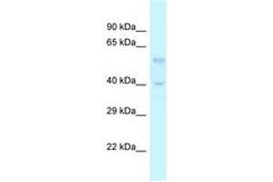Image no. 1 for anti-Transforming Growth Factor, beta 3 (TGFB3) (AA 173-222) antibody (ABIN6747573) (TGFB3 抗体  (AA 173-222))