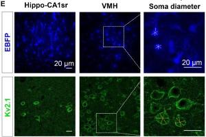 Representative images of astrocytes labeled by AAV5-GfaABC1D-EBFP and neurons labeled by Kv2.