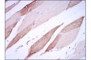 Immunohistochemical analysis of paraffin-embedded striated muscle tissues using AlCAM mouse mAb with DAB staining. (CD166 抗体  (AA 405-524))