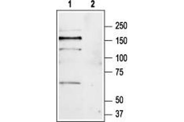 Metabotropic Glutamate Receptor 1 抗体  (Extracellular, N-Term)