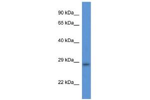 WB Suggested Anti-Tmem33 Antibody   Titration: 1. (TMEM33 抗体  (Middle Region))