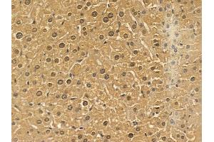 YBX3 Mouse Monoclonal Antibody at 1/100 staining mouse liver tissue by IHC-P. (CSDA 抗体)