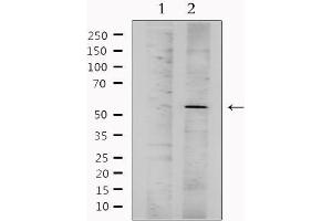 Western Blotting (WB) image for anti-Chemokine (C-X-C Motif) Receptor 7 (CXCR7) (Internal Region) antibody (ABIN6258040)