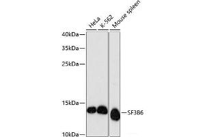Western blot analysis of extracts of various cell lines using SF3B6 Polyclonal Antibody at dilution of 1:3000. (Pre-mRNA Branch Site Protein p14 (SF3B14) 抗体)