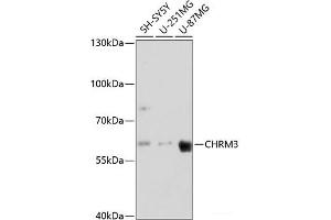 Western blot analysis of extracts of various cell lines using CHRM3 Polyclonal Antibody at dilution of 1:3000. (CHRM3 抗体)