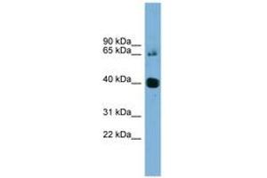 Image no. 1 for anti-Nodal Homolog (NODAL) (AA 35-84) antibody (ABIN6744117) (Nodal 抗体  (AA 35-84))