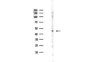 Western blot analysis of lysates from Rat testis, using SSB Antibody at 1/1000 dilution.