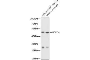 Western blot analysis of extracts of various cell lines, using NOXO1 antibody (ABIN6128330, ABIN6144758, ABIN6144759 and ABIN6214747) at 1:1000 dilution. (NOXO1 抗体  (AA 121-370))
