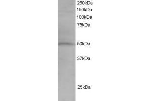 Image no. 1 for anti-Sorting Nexin 5 (SNX5) (AA 400-412) antibody (ABIN297687) (SNX5 抗体  (AA 400-412))