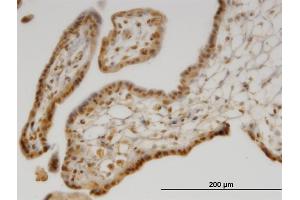Immunoperoxidase of monoclonal antibody to SEPX1 on formalin-fixed paraffin-embedded human placenta. (MSRB1 抗体  (AA 1-84))
