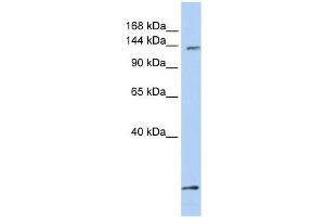 C21orf66 antibody used at 0. (PAX3 and PAX7 Binding Protein 1 (PAXBP1) (C-Term) 抗体)