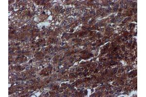 Image no. 5 for anti-Complement Component 1, S Subcomponent (C1S) antibody (ABIN1497565) (C1S 抗体)