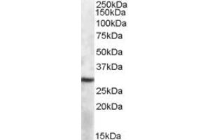 Western Blotting (WB) image for anti-Apolipoprotein B mRNA Editing Enzyme, Catalytic Polypeptide 1 (APOBEC1) (AA 24-37) antibody (ABIN343114) (APOBEC1 抗体  (AA 24-37))