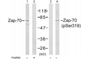 Image no. 1 for anti-zeta-Chain (TCR) Associated Protein Kinase 70kDa (ZAP70) (pTyr319) antibody (ABIN196884) (ZAP70 抗体  (pTyr319))