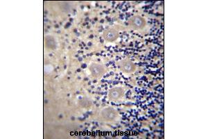 DRG1 Antibody (C-term) (ABIN656551 and ABIN2845813) immunohistochemistry analysis in formalin fixed and paraffin embedded human cerebellum tissue followed by DAB staining with peroxidase conjugation of the secondary antibody. (DRG1 抗体  (C-Term))