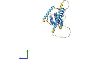 AlphaFold protein structure predicition of Mouse Recombinant Cfap36 Protein, UniprotID Q8C6E0