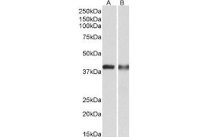ABIN1782185 (0. (CAPG 抗体  (Internal Region))
