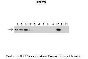 Lanes:   1: 40ng HIS-UBE2D1 protein 2: 40ng HIS-UBE2D2 protein 3: 40ng HIS-UBE2D3 protein 4: 40ng HIS-UBE2D4 protein 5: 40ng HIS-UBE2E1 protein 6: 40ng HIS-UBE2E2 protein 7: 40ng HIS-UBE2E3 protein 8: 40ng HIS-UBE2K protein 9: 40ng HIS-UBE2L3 protein 10: 40ng HIS-UBE2N protein 11: 40ng HIS-UBE2V1 protein 12: 40ng HIS-UBE2V2 protein.