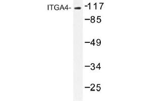 Image no. 1 for anti-Integrin alpha 4 (ITGA4) antibody (ABIN317659) (ITGA4 抗体)