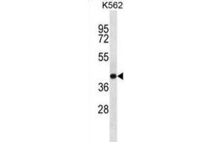 Western Blotting (WB) image for anti-SEC14-Like 4 (SEC14L4) antibody (ABIN2997236) (SEC14L4 抗体)
