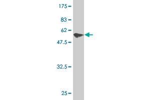 Western Blot detection against Immunogen (57. (Pirin 抗体  (AA 1-290))