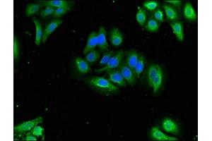 Immunofluorescent analysis of HepG2 cells using ABIN7162423 at dilution of 1:100 and Alexa Fluor 488-congugated AffiniPure Goat Anti-Rabbit IgG(H+L) (OXT 抗体  (AA 27-123))