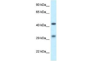 Western Blot showing SCARB2 antibody used at a concentration of 1 ug/ml against THP-1 Cell Lysate (SCARB2 抗体  (N-Term))