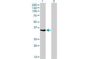 Western Blot analysis of CDK3 expression in transfected 293T cell line by CDK3 monoclonal antibody (M01), clone 3C12. (CDK3 抗体  (AA 206-305))