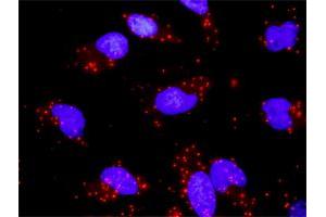 Proximity Ligation Analysis of protein-protein interactions between DUSP4 and MAPK9. (DUSP4 抗体  (AA 1-394))