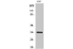 Western Blotting (WB) image for anti-Olfactory Receptor, Family 7, Subfamily A, Member 10 (OR7A10) (C-Term) antibody (ABIN3176643) (OR7A10 抗体  (C-Term))