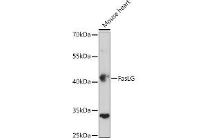 Western blot analysis of extracts of Mouse heart, using FasLG antibody (ABIN3020741, ABIN3020742, ABIN3020743, ABIN1512897 and ABIN6213701) at 1:500 dilution. (FASL 抗体  (AA 100-200))