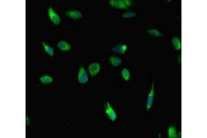 Immunofluorescence (IF) image for anti-Histone Cluster 2, H3a (HIST2H3A) (AA 108-136) antibody (ABIN7155429)