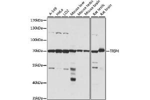 Western blot analysis of extracts of various cell lines, using TRIP4 antibody (ABIN7270824) at 1:1000 dilution. (TRIP4 抗体  (AA 282-581))
