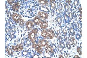 Image no. 1 for anti-Argininosuccinate Synthase 1 (ASS1) (N-Term) antibody (ABIN320629) (ASS1 抗体  (N-Term))