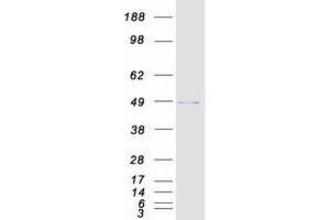Western Blotting (WB) image for Cleavage and Polyadenylation Factor I Subunit 1 (CLP1) (Transcript Variant 1) protein (Myc-DYKDDDDK Tag) (ABIN2712885)